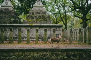Japan Travel Guide: Everything You Need to Know for an Unforgettable Trip 8 A peaceful deer wanders near traditional stone lanterns in a historic Japanese temple setting.