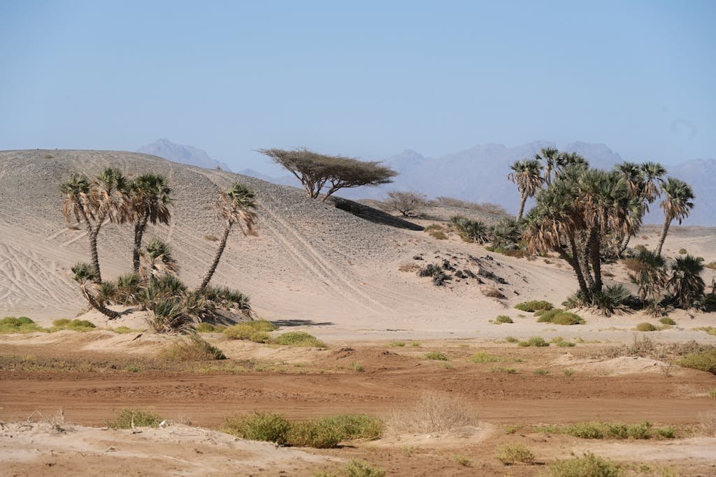 Arid desert scene with palm trees and mountains in Tabuk, Saudi Arabia.