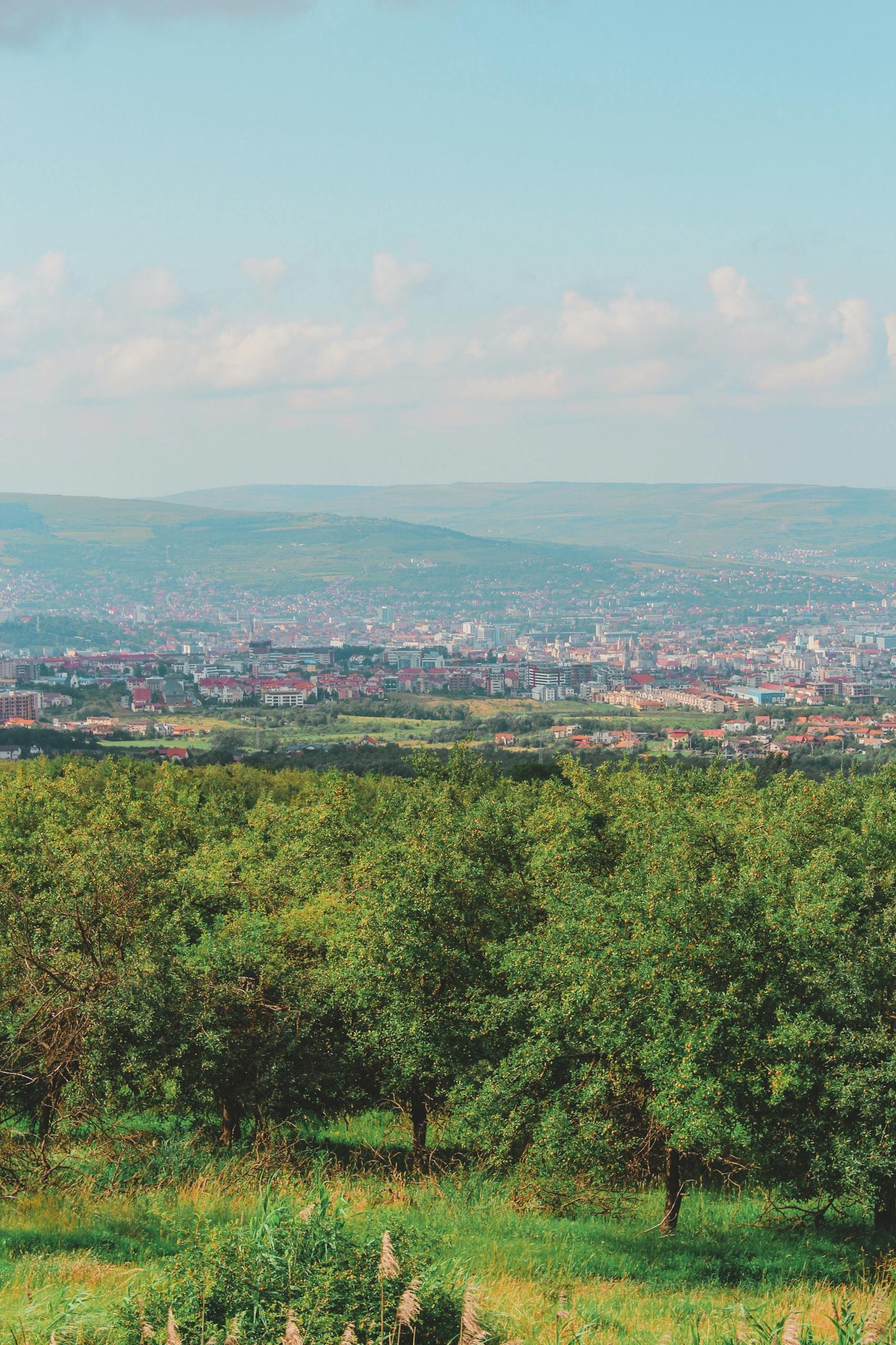 Beautiful vista of lush orchard with a distant city skyline under a clear blue sky.