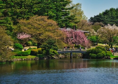 31 Best Things to Do in Tokyo, Japan 8 Scenic view of cherry blossoms in Shinjuku Gyoen Garden, Tokyo.