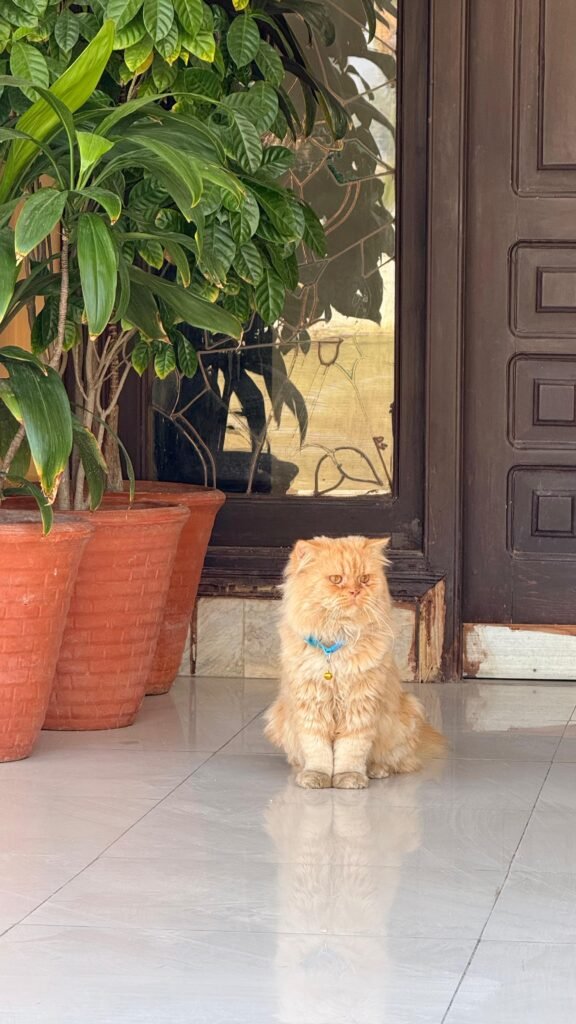 Discovering Joy: About My Travel Journey! 5 Our cat Miss Claire