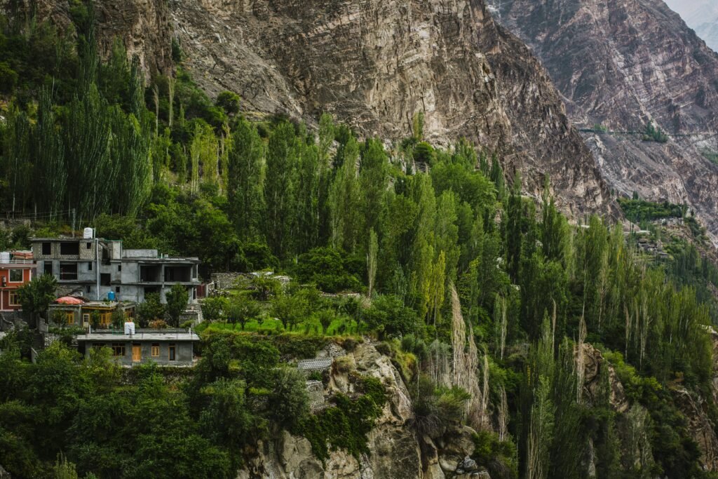 Pine trees and mountains