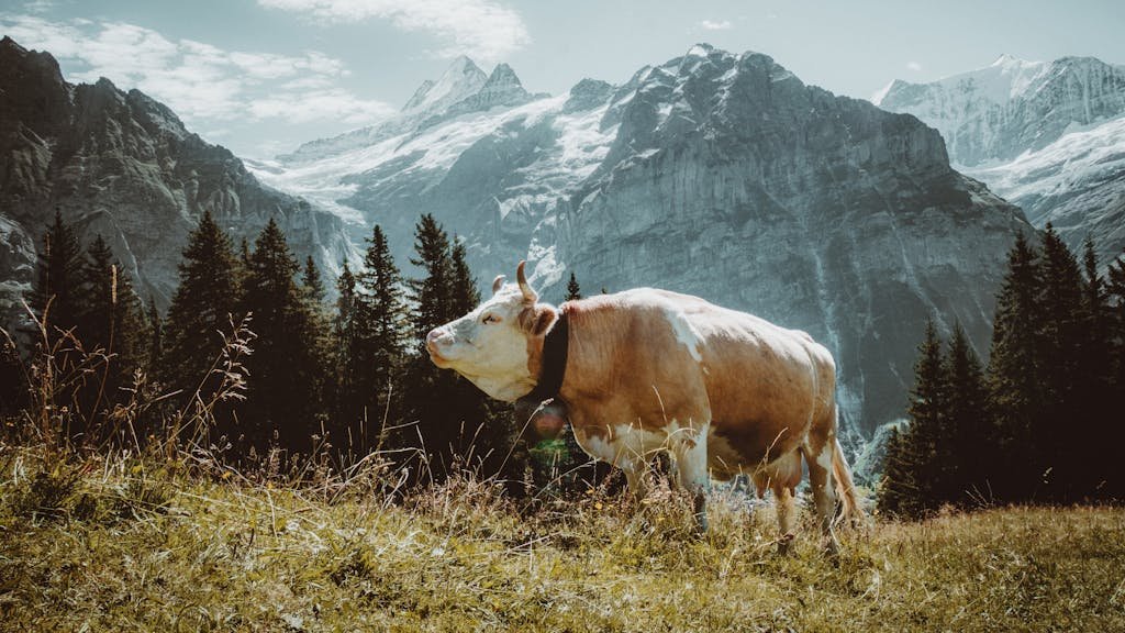 How to Spend the Perfect 5 Days in Switzerland Itinerary? 13 A cow with a bell grazing in Grindelwald, Switzerland, with majestic alpine mountains in the background.