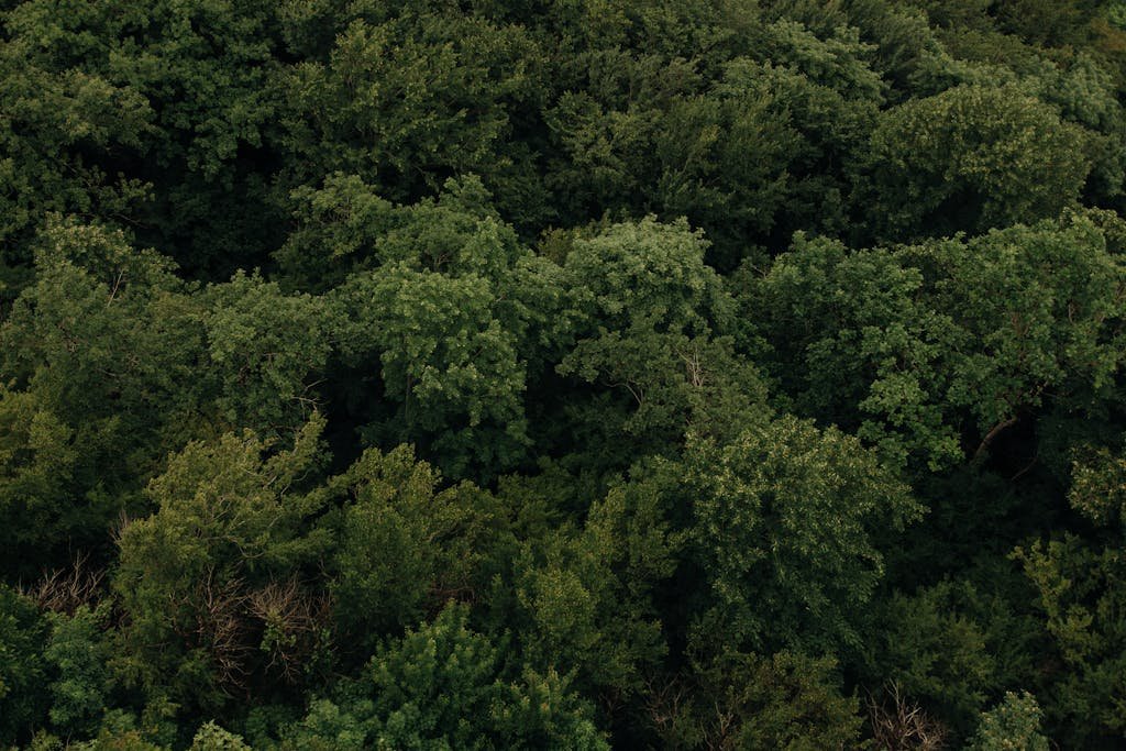Aerial view of a vibrant green forest canopy showcasing lush trees in summer.