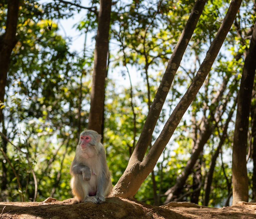 14 Best Things to Do in Kyoto, Japan + Travel Tips (2026) 10 A Japanese Macaque sits calmly in a sun-dappled forest, creating a serene wildlife scene.