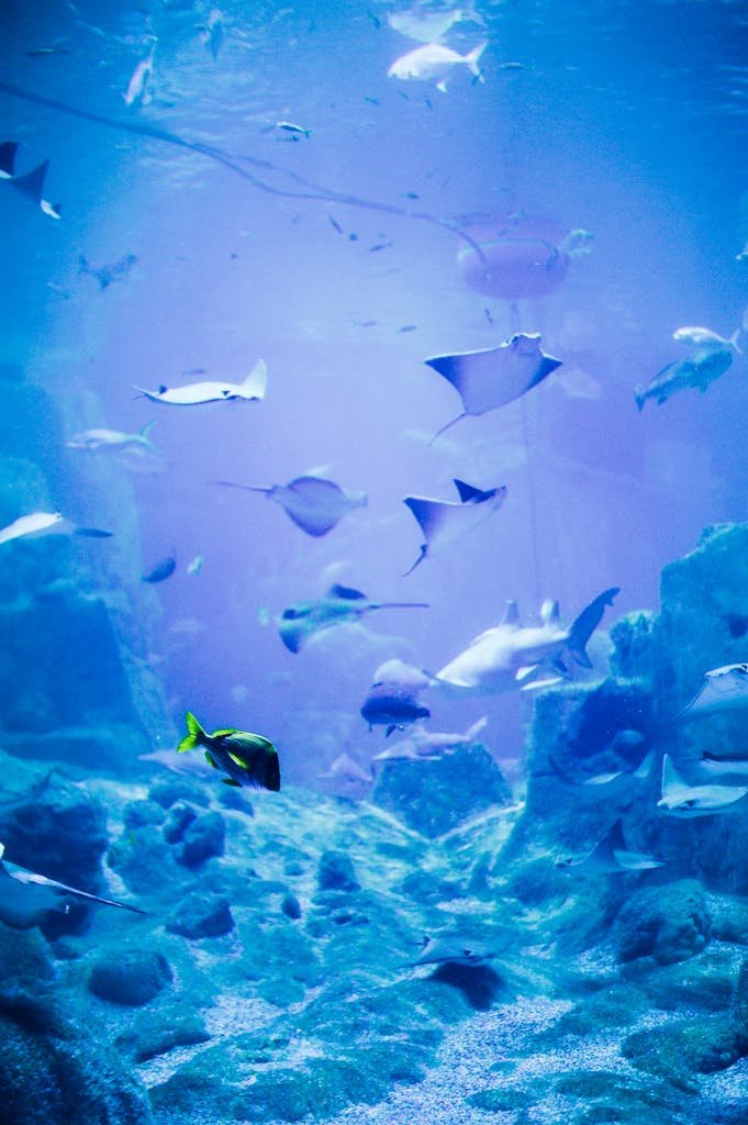 Explore a mesmerizing view of stingrays and fish swimming in a vibrant blue aquarium.