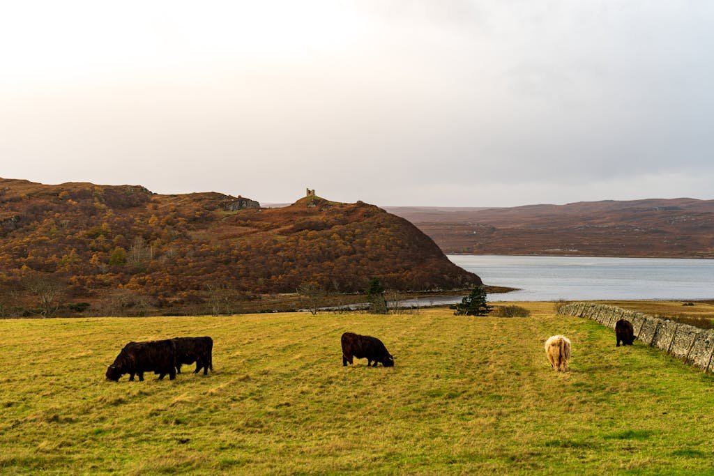 Highland cattle grazing in a lush meadow by the loch, under an overcast sky.