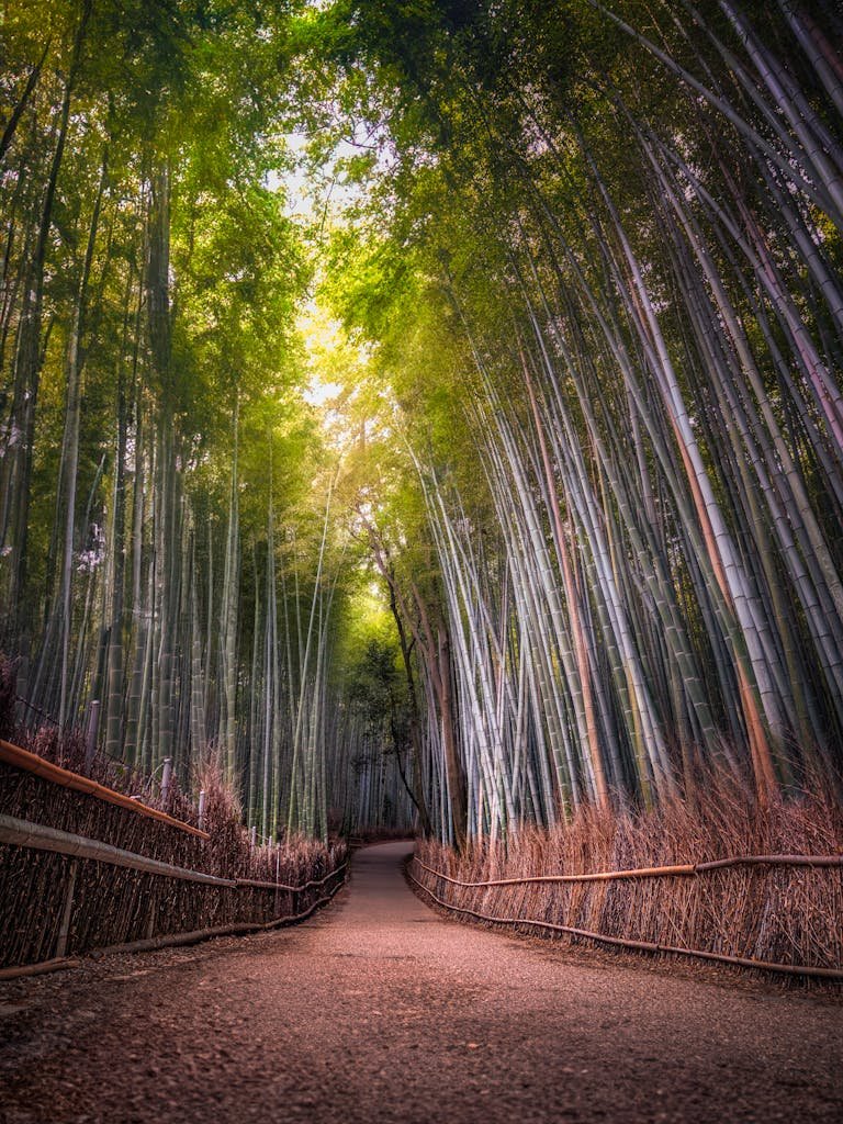14 Best Things to Do in Kyoto, Japan + Travel Tips (2026) 8 Serene footpath through the towering bamboo forest of Arashiyama in Kyoto, Japan. A peaceful travel destination.