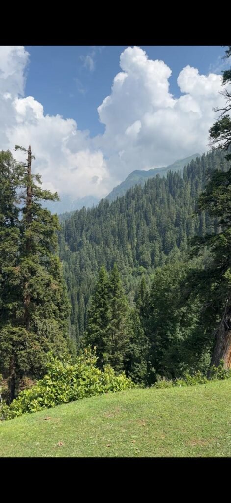 View from Manshi Top overlooking Sharan Forest