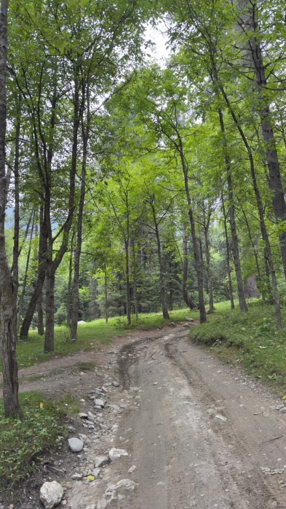 Sharan Forest in Kaghan Valley, Pakistan
