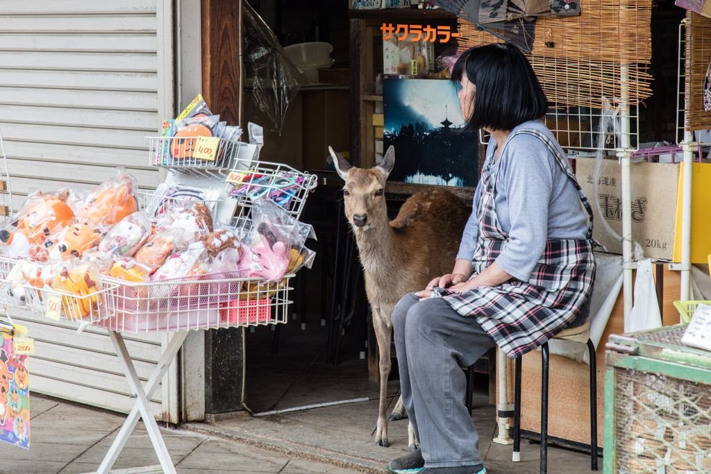 Nara Day Trip Guide: 10 Best Things to Do in Nara 11 A deer and shopkeeper share a moment in a Nara, Japan souvenir shop. Unique cultural scene.