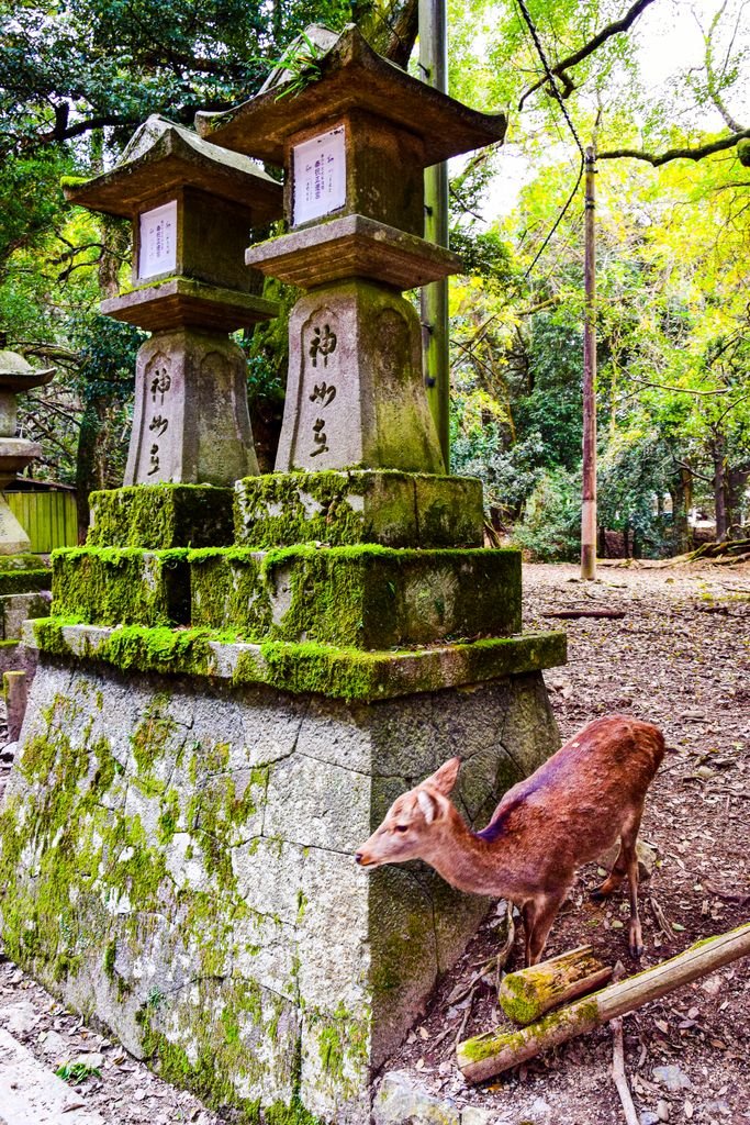 Nara Day Trip Guide: 10 Best Things to Do in Nara 5 A serene deer near moss-covered ancient stone lanterns in Nara Park, Japan.