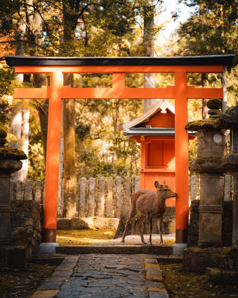 Nara Day Trip Guide: 10 Best Things to Do in Nara 10 A serene deer stands under a traditional torii gate in Nara Park, Japan, showcasing wildlife and cultural architecture.