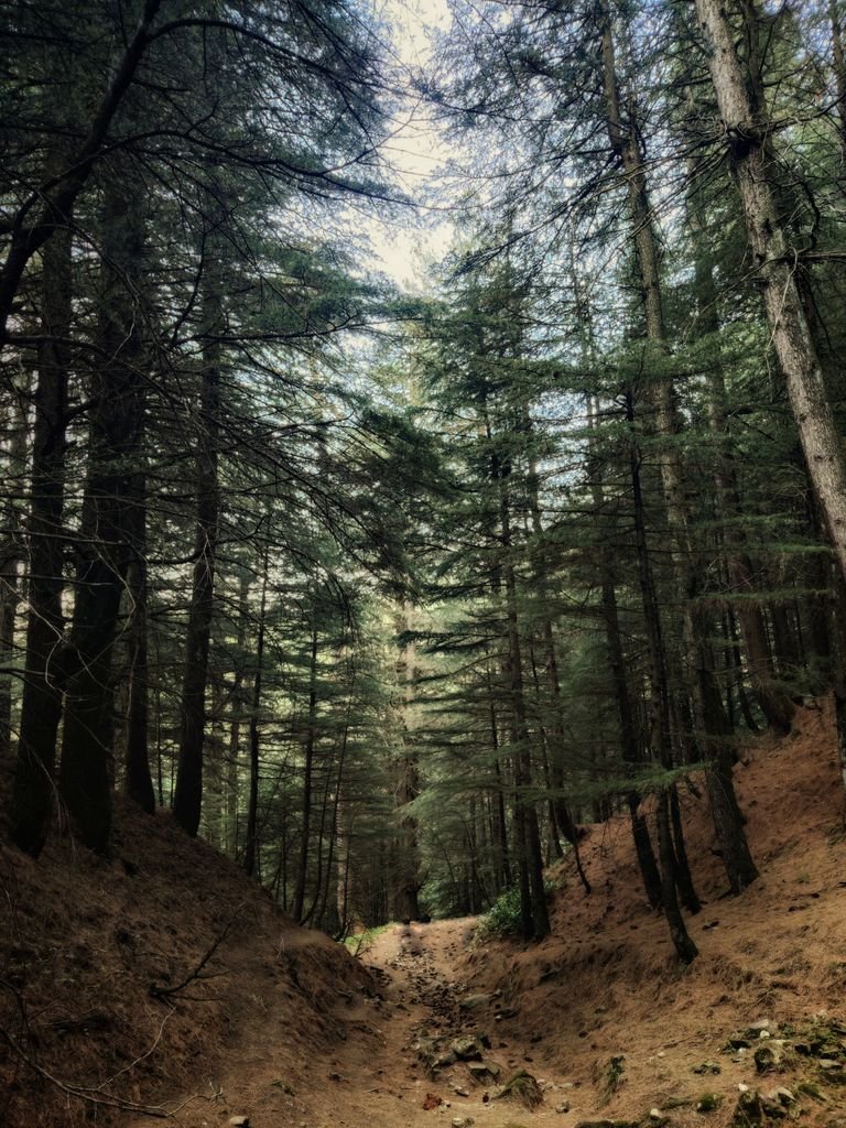A tranquil pathway in a dense pine sharan forest creates a peaceful and natural environment.