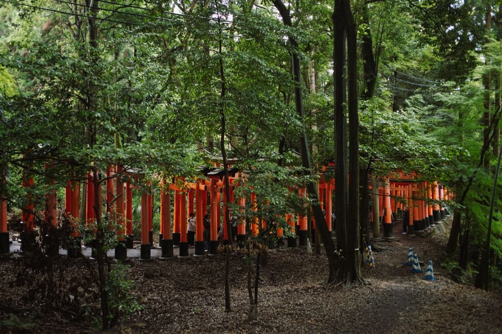 Beautiful forest pathway through Fushimi Inari Shrine's torii gates in Kyoto, Japan.