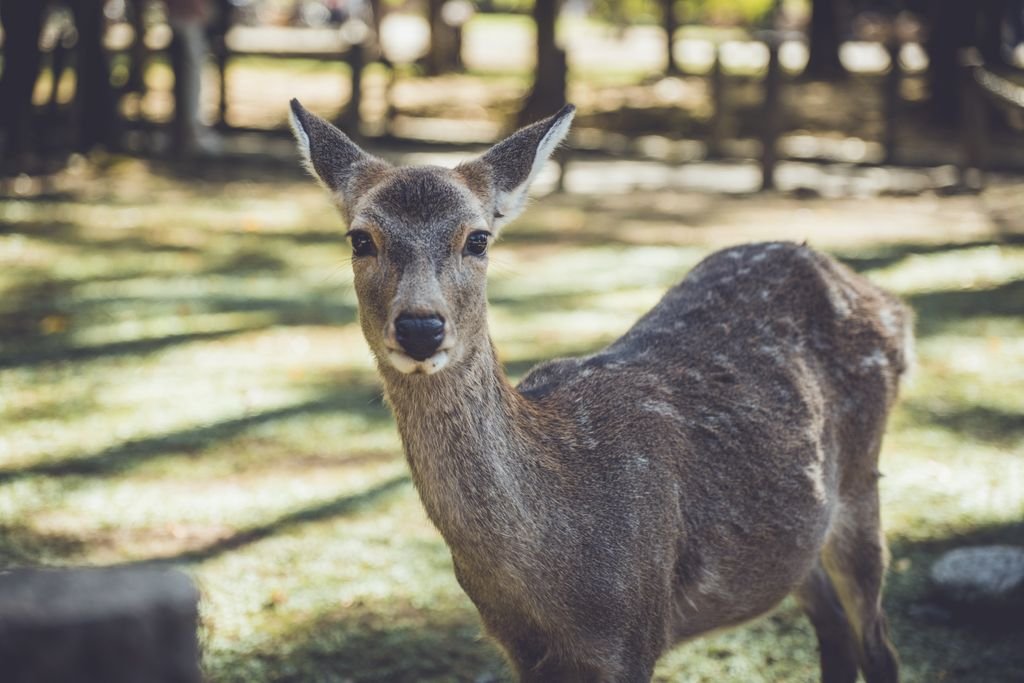 Close-up of a sika deer in Nara Park, Japan, during the Nara day trip.