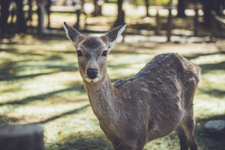 Nara Day Trip Guide: 10 Best Things to Do in Nara 16 Close-up of a sika deer in Nara Park, Japan, during the Nara day trip.