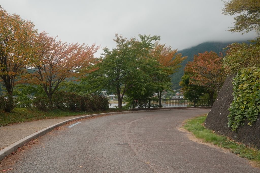 Curved road with vibrant autumn foliage in Fujikawaguchiko, showcasing natural beauty.