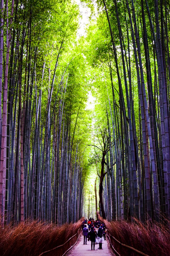 Arashiyama Bamboo Forest Kyoto: Is It Worth Visiting? 2 Explore the serene Arashiyama Bamboo Grove in Kyoto, Japan's iconic forest trail.