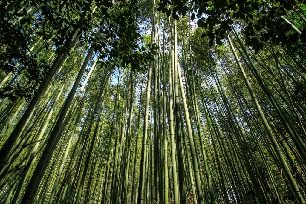 Arashiyama Bamboo Forest Kyoto: Is It Worth Visiting? 7 Explore the serene bamboo forest in Kyoto, Japan, capturing the essence of nature's tranquility.