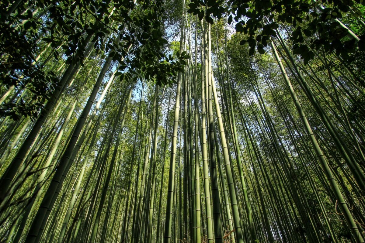 Arashiyama Bamboo Forest Kyoto: Is It Worth Visiting? 1 Explore the serene bamboo forest in Kyoto, Japan