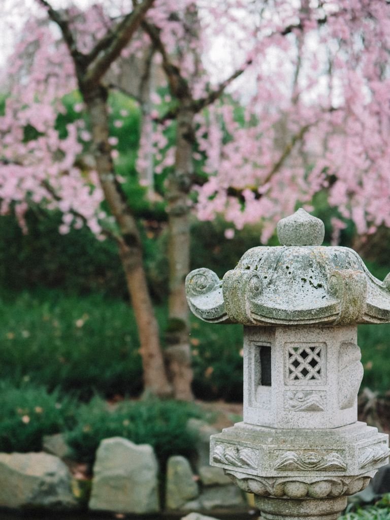 Peaceful Japanese garden scene featuring cherry blossoms and a traditional stone lantern.