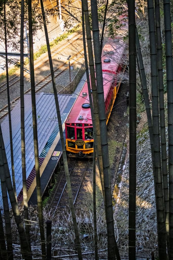 Arashiyama Bamboo Forest Kyoto: Is It Worth Visiting? 4 Sagano Romantic Train passing through lush bamboo groves in Kyoto. Explore scenic beauty and travel experiences.