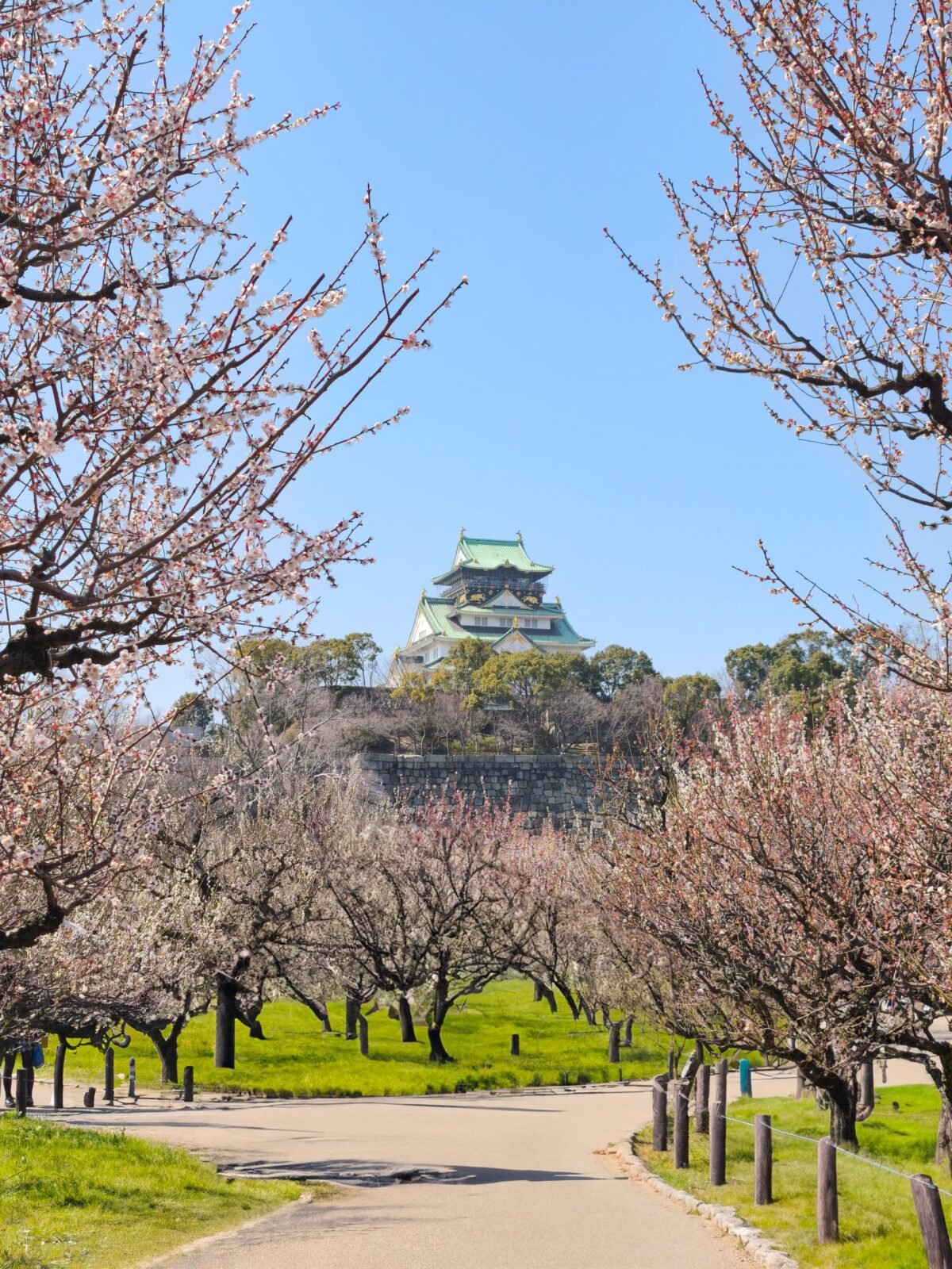 Scenic view of Osaka Castle framed by cherry blossoms, showcasing Japan's iconic spring scenery.