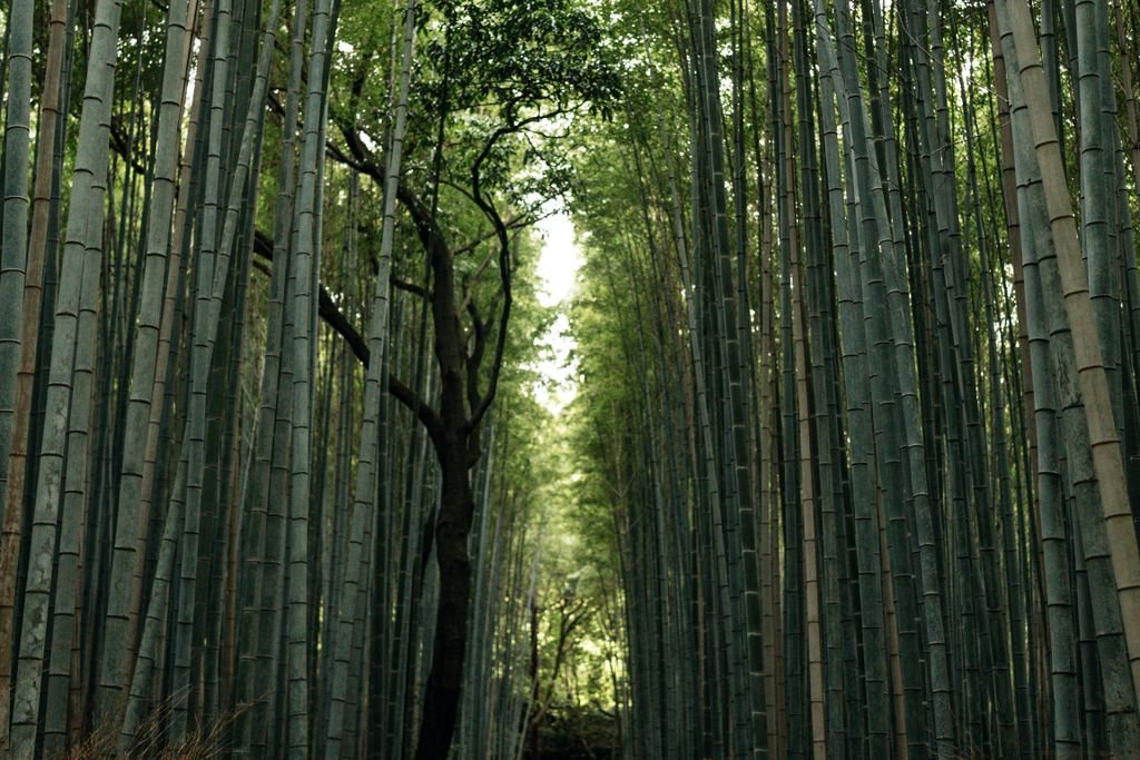 Serene bamboo forest pathway in Kyoto, showcasing tall, lush greenery and a tranquil atmosphere.