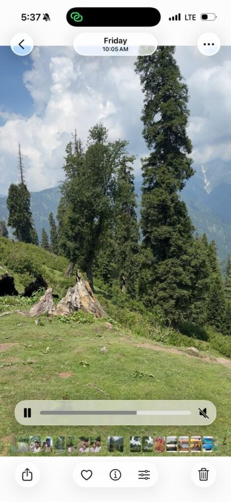 Pine trees on  Manshi Top with stunning mountain peaks in the background