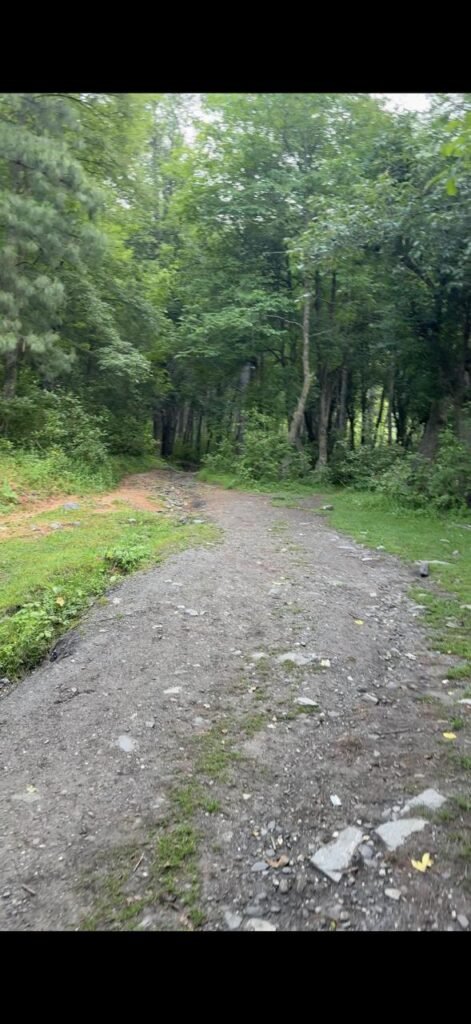Pine forest trail in Sharan Forest