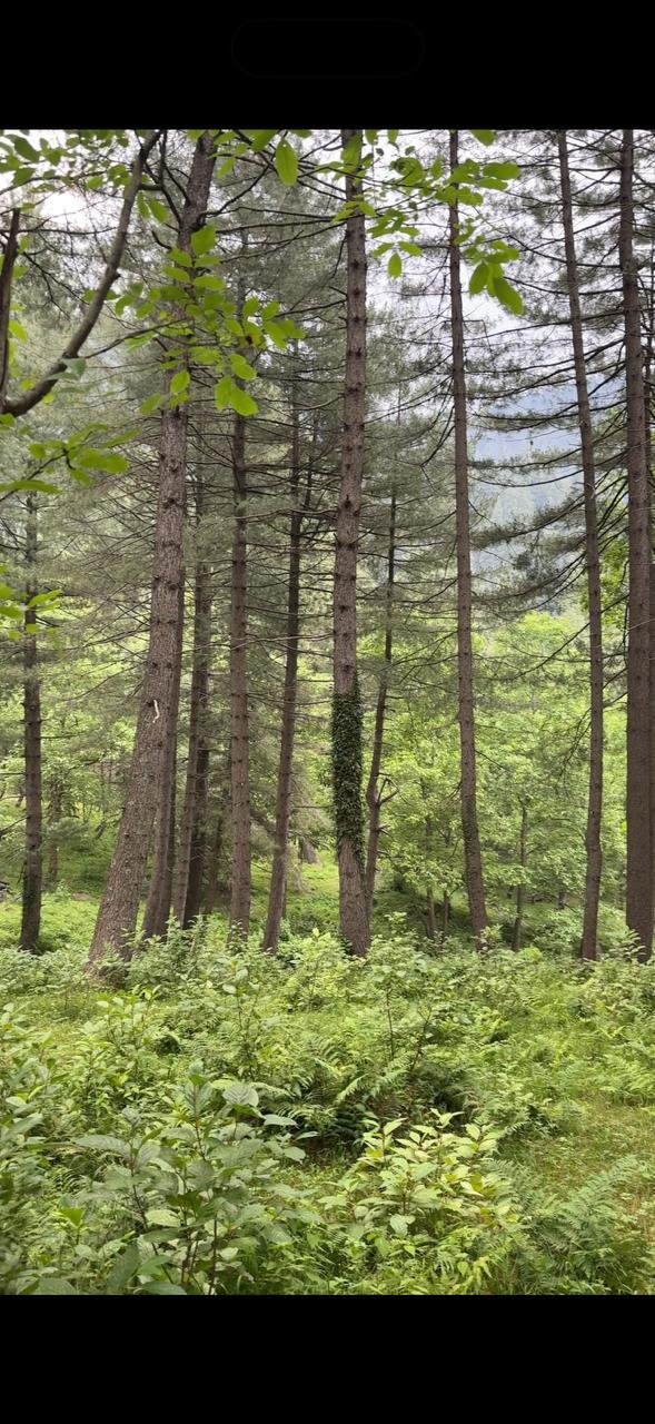 Sharan Forest in Kaghan Valley, Pakistan