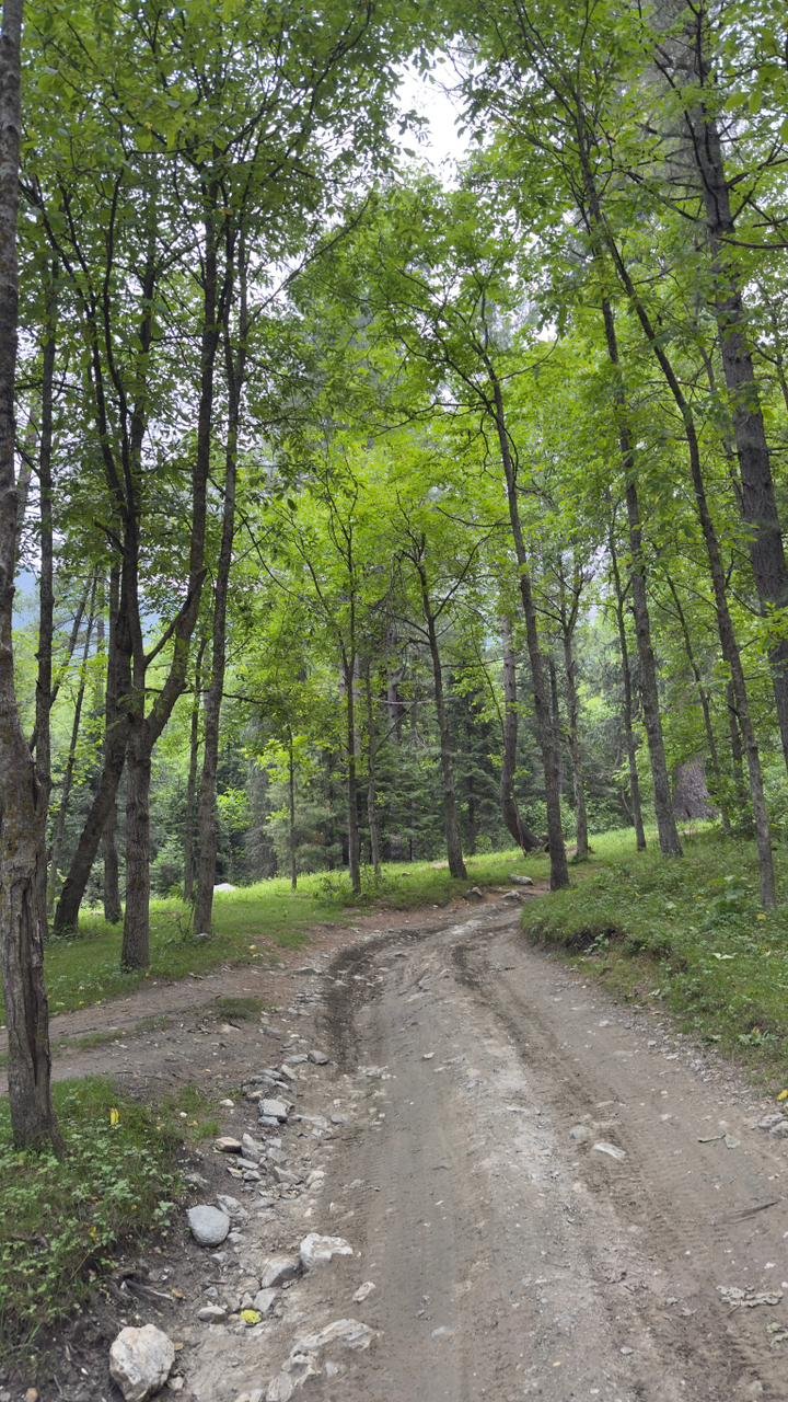 Sharan Forest Kaghan Valley Pakistan