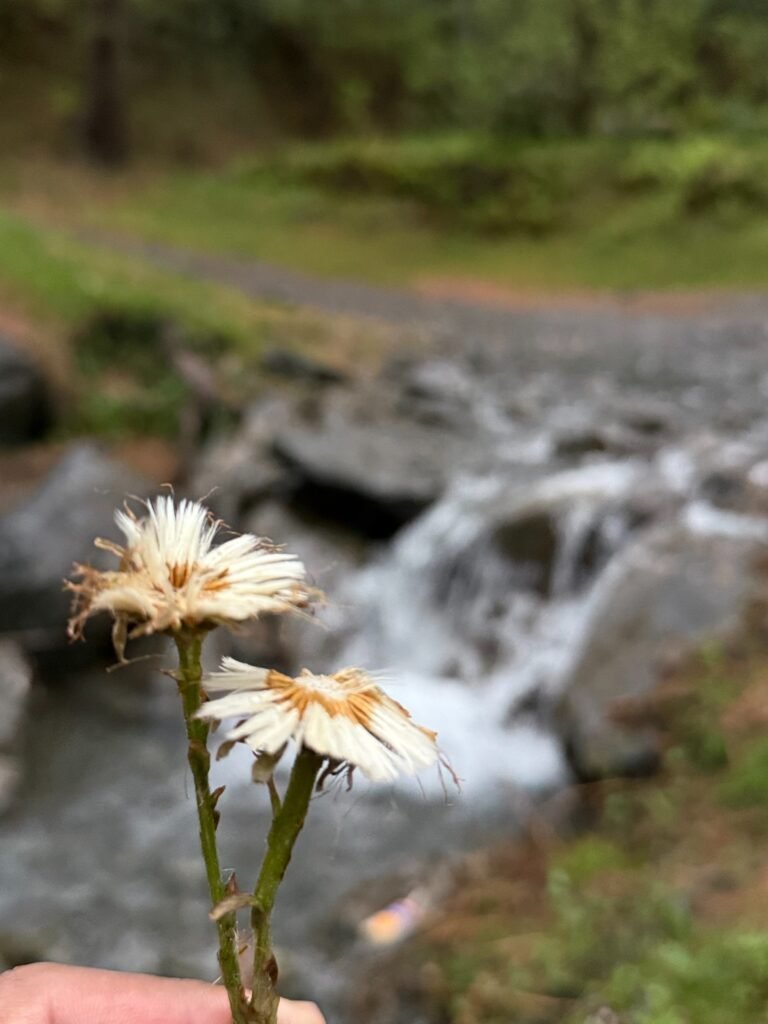 Sharan Forest during summer