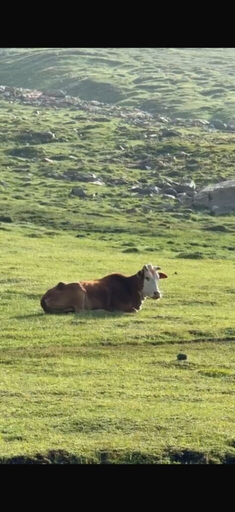 A cow resting near Dudipatsar Lake