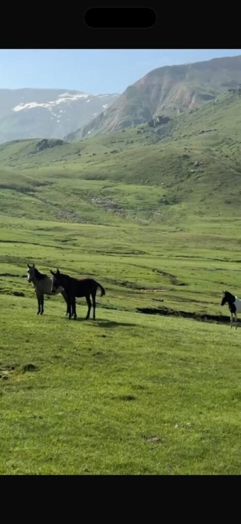 Horses grazing in the alpine meadows near Dudipatsar Lake