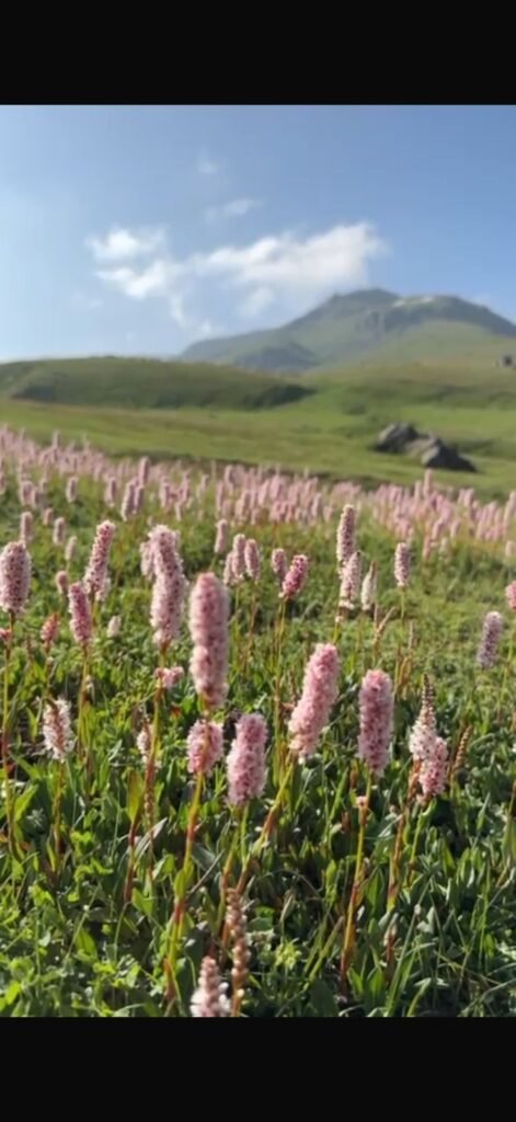 Wildflowers along the Dudipatsar Lake trek