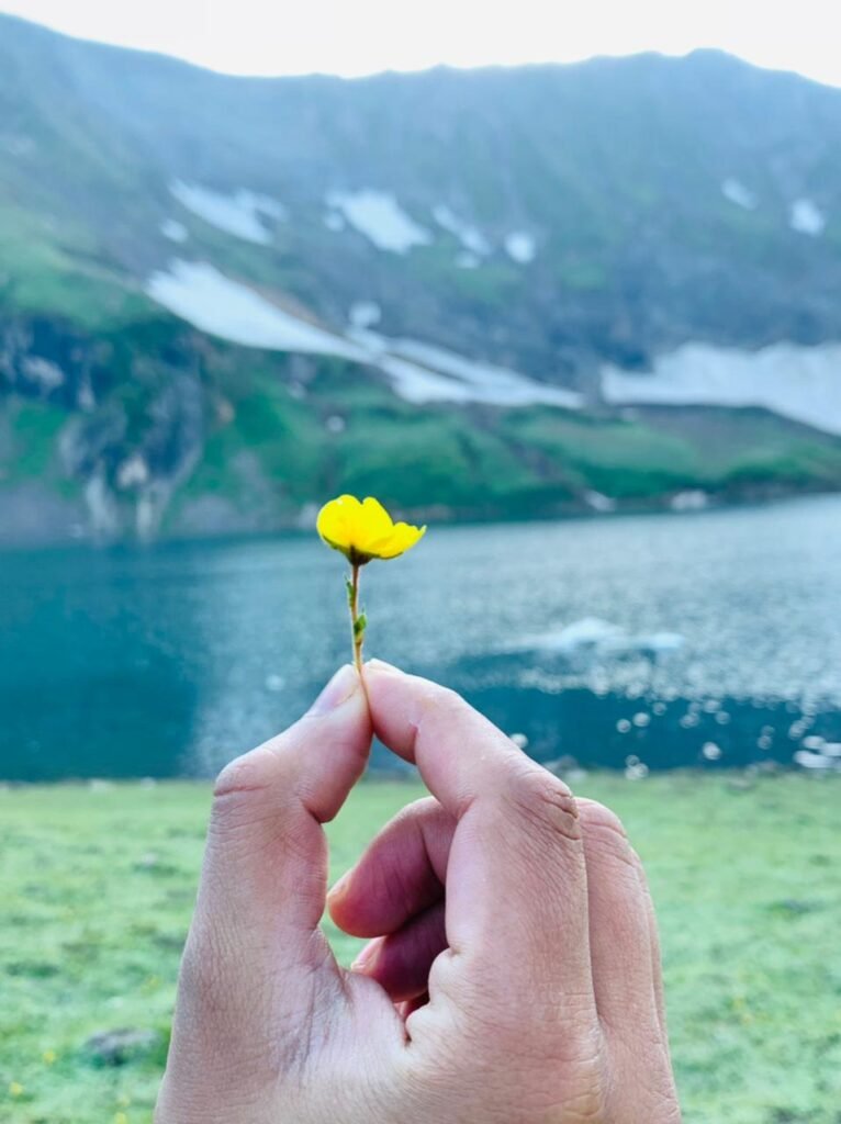 Ratti Gali Lake Trek: Azad Kashmir's magical lake in the Neelum Valley 6 Colorful wildflowers blooming near Ratti Gali Lake during summer