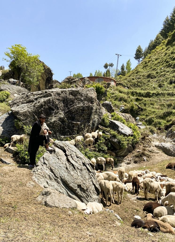 A shepherd guides his flock of sheep through the scenic Swat Valley in Pakistan, showcasing pastoral life.