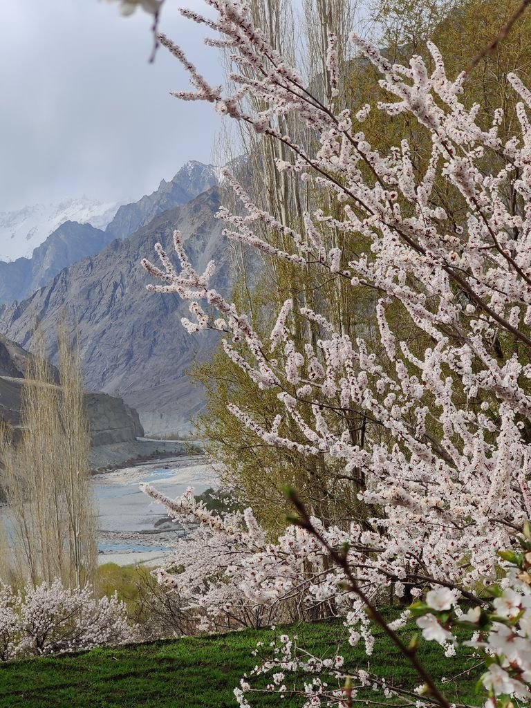 15 The Best Things to Do in Skardu for an Unforgettable Trip 12 Beautiful spring blossoms and snow-capped mountains frame a serene river landscape.